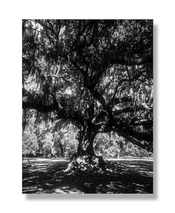 Ghost Tree ©RaquelMarie